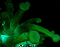 Green Club Tipped Anemone! by Elia Correia 